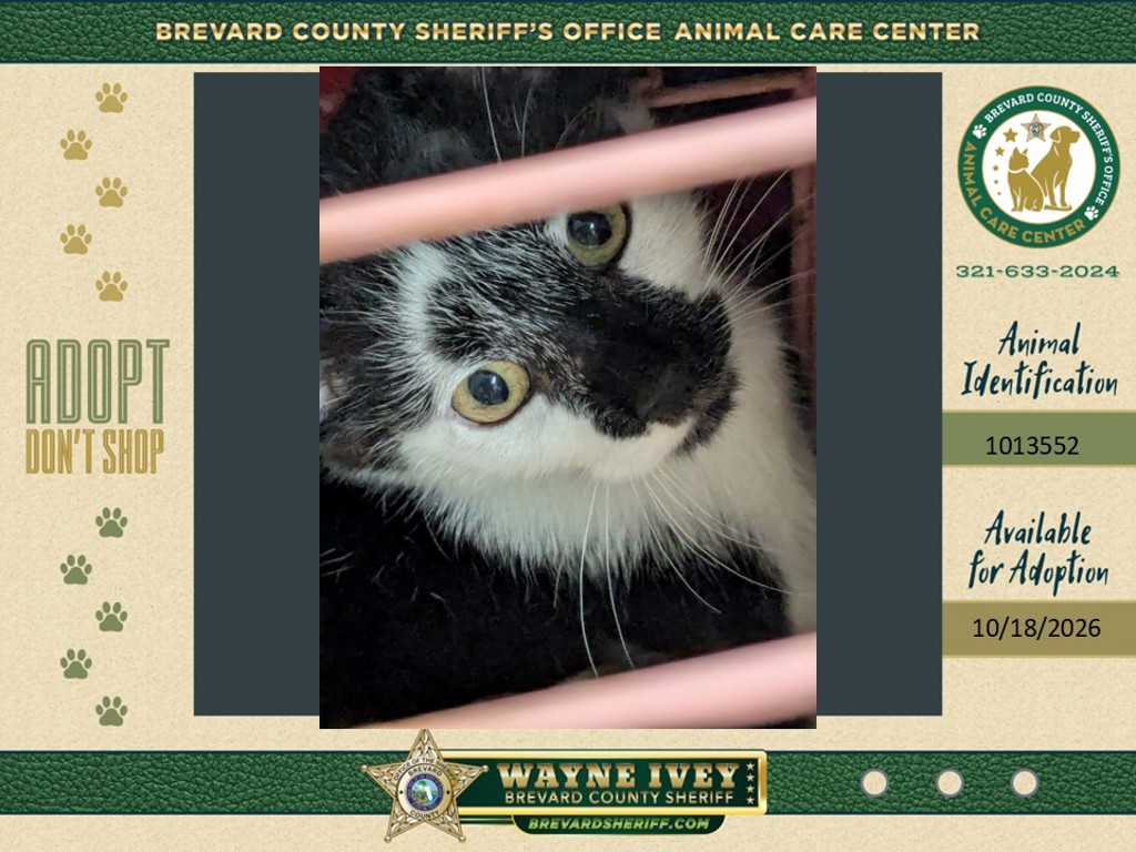 Shelter Stray Male Cat last seen Near Old Dixie Highway, TITUSVILLE, FL, 32796, 5100 W Eau Gallie Blvd, Melbourne, FL 32934, USA