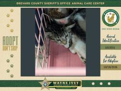 Shelter Stray Female Cat last seen Near Old Dixie Highway, TITUSVILLE, FL, 32796, 5100 W Eau Gallie Blvd, Melbourne, FL 32934, USA