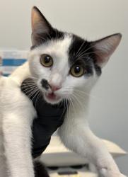 Shelter Stray Female Cat last seen San Diego, CA, 92102, 5500 Gaines St, San Diego, CA 92110, USA