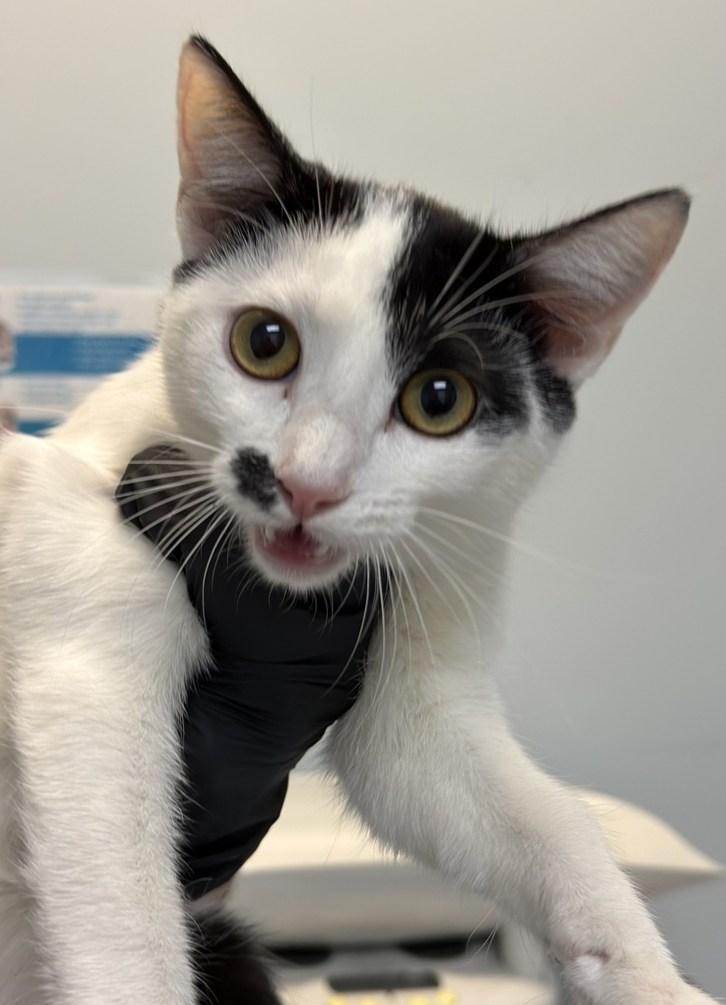 Shelter Stray Female Cat last seen San Diego, CA, 92102, 5500 Gaines St, San Diego, CA 92110, USA