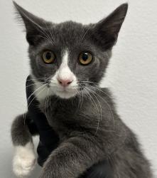 Shelter Stray Male Cat last seen Near S 29th Street, San Diego, CA, 92113, 5500 Gaines St, San Diego, CA 92110, USA