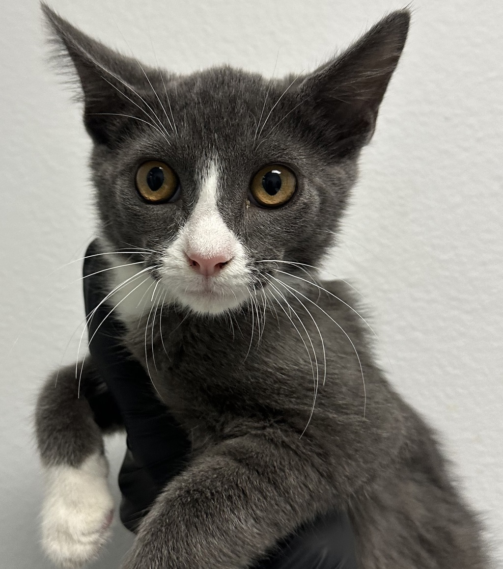 Shelter Stray Male Cat last seen Near S 29th Street, San Diego, CA, 92113, 5500 Gaines St, San Diego, CA 92110, USA