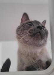 Shelter Stray Male Cat last seen Near E Madison Avenue, El Cajon, CA, 92021, El Cajon, CA 92020, USA