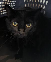 Shelter Stray Female Cat last seen Near Palm Avenue, Imperial Beach, CA, 91932, 5500 Gaines St, San Diego, CA 92110, USA