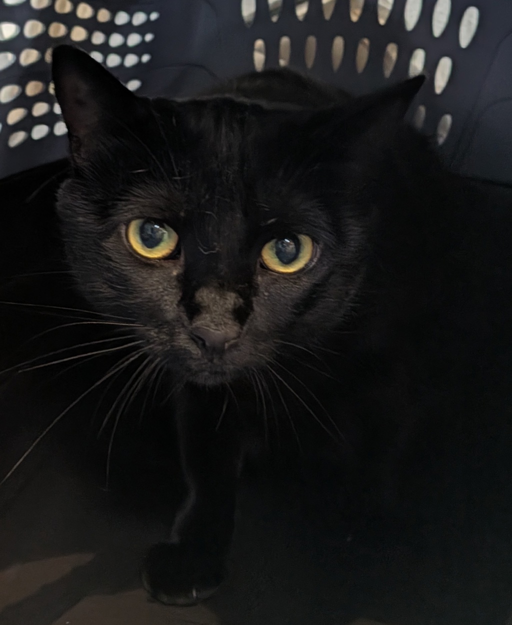Shelter Stray Female Cat last seen Near Palm Avenue, Imperial Beach, CA, 91932, 5500 Gaines St, San Diego, CA 92110, USA