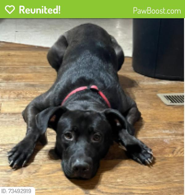 Reunited Male Dog last seen bluefield rd and boiling springs, Lexington, SC 29073