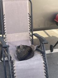 Lost Male Cat last seen A landing road by a boat dock parking lot, San Diego, CA 92110