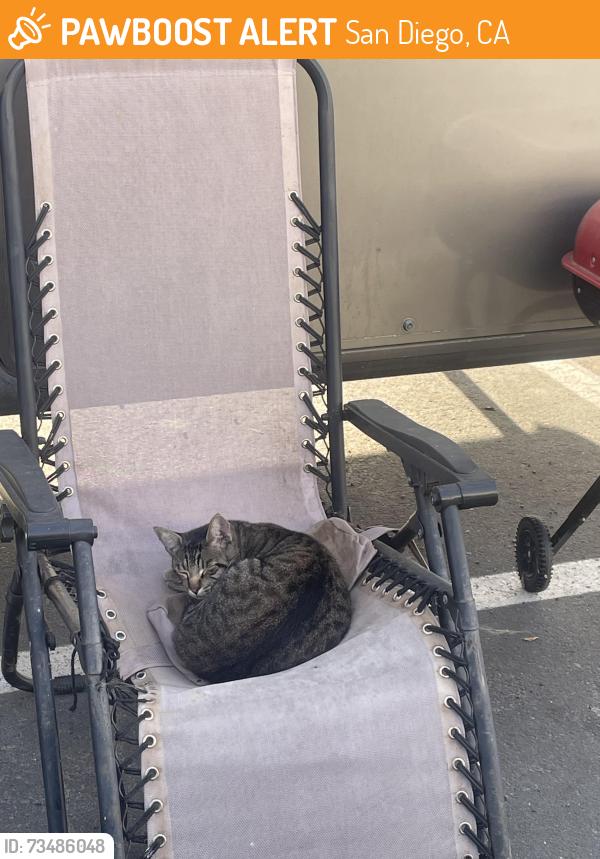Lost Male Cat last seen A landing road by a boat dock parking lot, San Diego, CA 92110