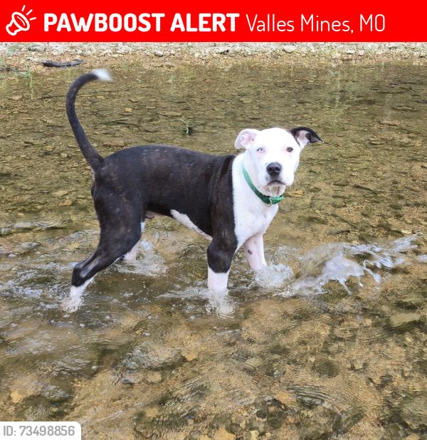 Lost Male Dog last seen V hwy/Valle lake, Valles Mines, MO 63087