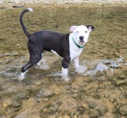 Lost Male Dog last seen V hwy/Valle lake, Valles Mines, MO 63087