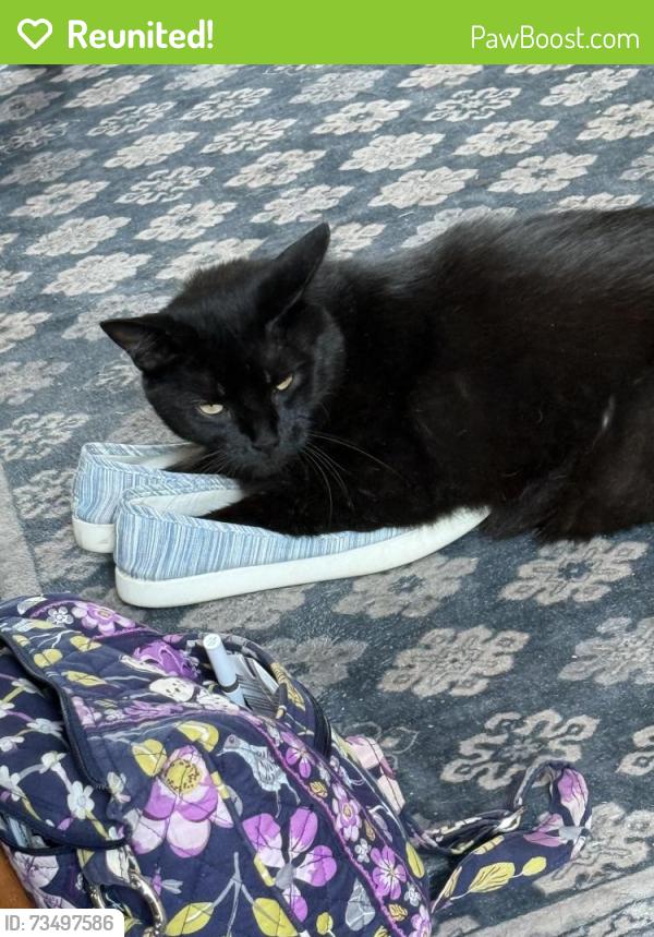 Reunited Female Cat last seen Orchard and Saxer Ave, Springfield Township, PA 19064