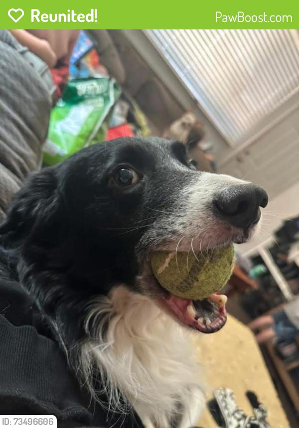 Reunited Male Dog last seen 88th St, Walmart, Winco, Dell Taco, Hwy 99, Vancouver, WA 98665