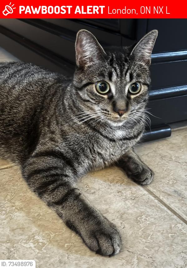 Lost Male Cat last seen Whisker St and Berryhill Drive, London, ON N5X 4L4
