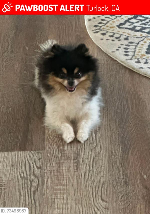 Lost Male Dog last seen North olive turlock, Turlock, CA 95382