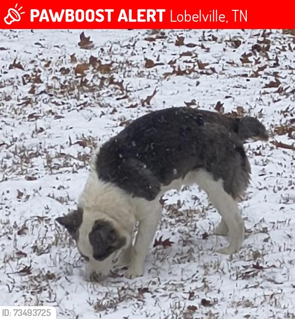 Lost Male Dog last seen Near 1/2 miles from I40 exit 137 toward crooked creek on Blue Creek Rd, Lobelville, TN 37097