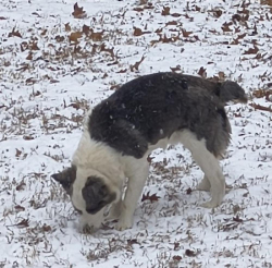 Lost Male Dog last seen Near 1/2 miles from I40 exit 137 toward crooked creek on Blue Creek Rd, Lobelville, TN 37097