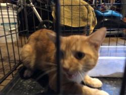 Reunited Unknown Cat last seen Anthony and Schoenbeck, Wheeling, IL 60090