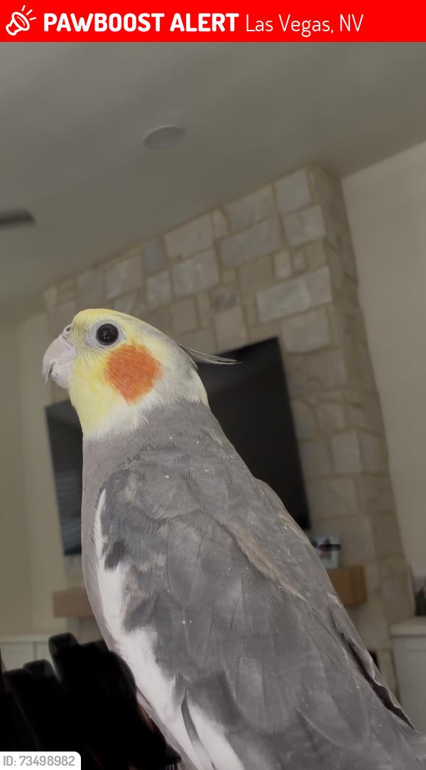 Lost Male Bird last seen Gowan & N Fort apache, Las Vegas, NV 89129
