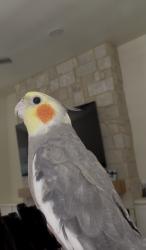 Lost Male Bird last seen Gowan & N Fort apache, Las Vegas, NV 89129
