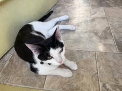 Reunited Female Cat last seen Kidder Rd and Riverview Rd, Edgerton, WI 53534