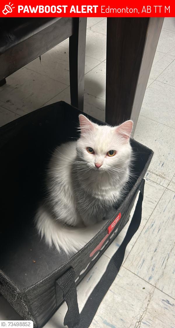 Lost Female Cat last seen Alder grove park, Edmonton, AB T5T 1M4