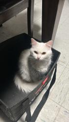 Lost Female Cat last seen Alder grove park, Edmonton, AB T5T 1M4