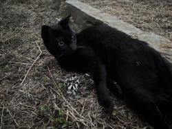 Reunited Female Cat last seen Stone Road, Kilgore, TX 75662