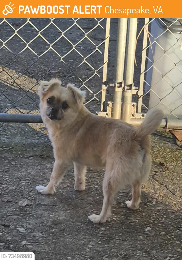Found/Stray Unknown Dog last seen Lyndale & Howe St., Chesapeake, VA 23320