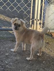 Found/Stray Unknown Dog last seen Lyndale & Howe St., Chesapeake, VA 23320