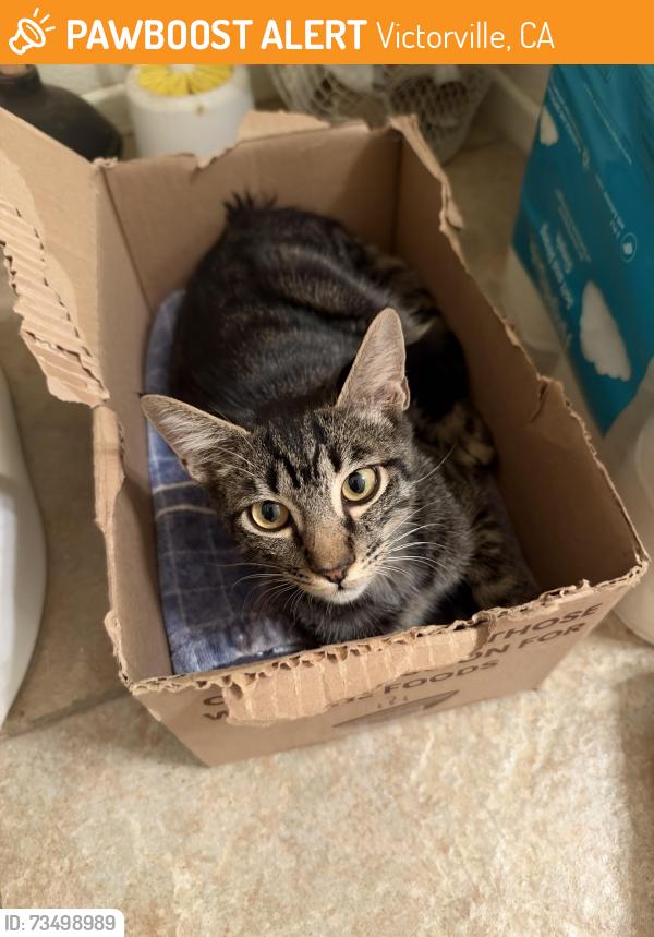 Found/Stray Male Cat last seen Stable Ln & est Way, Victorville, CA 92394