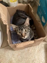 Found/Stray Male Cat last seen Stable Ln & est Way, Victorville, CA 92394