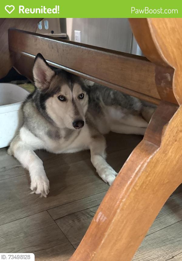 Reunited Female Dog last seen Alta Vista and Golden Triangle, Fort Worth, TX 76244