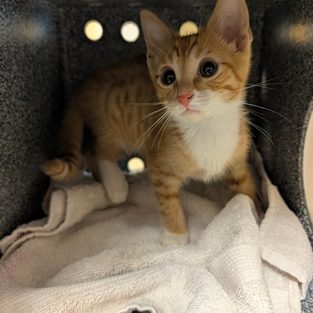 Shelter Stray Male Cat last seen , 361 S Raymond Ave, Pasadena, CA 91105, USA