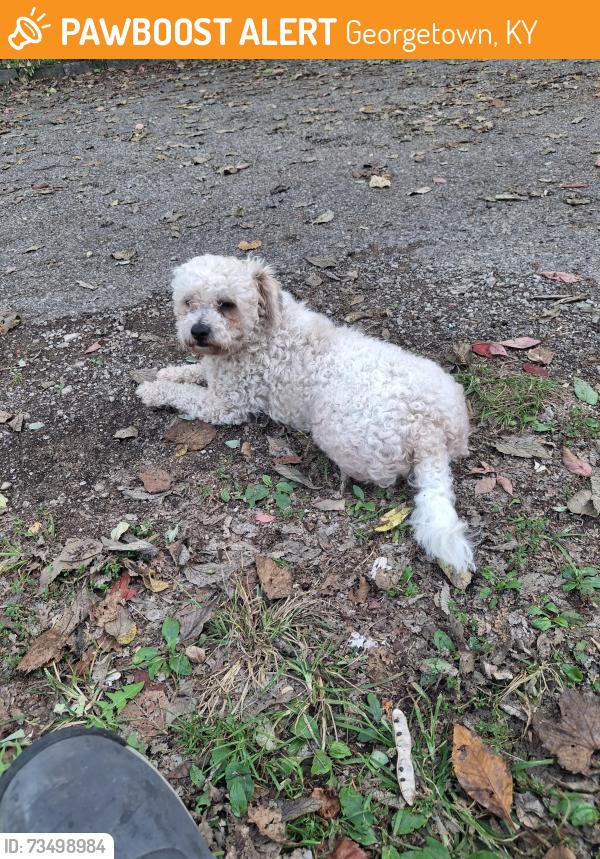 Found/Stray Male Dog last seen Bourbon St, Georgetown, KY 40324