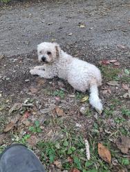 Found/Stray Male Dog last seen Bourbon St, Georgetown, KY 40324