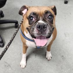 Shelter Stray Female Dog last seen , 3607 N Armenia Ave, Tampa, FL 33607, USA