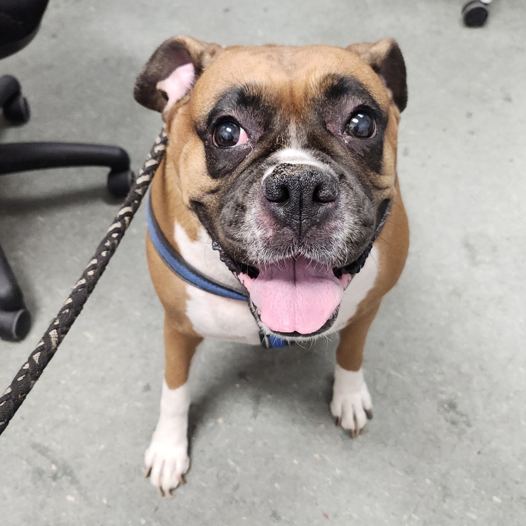 Shelter Stray Female Dog last seen , 3607 N Armenia Ave, Tampa, FL 33607, USA