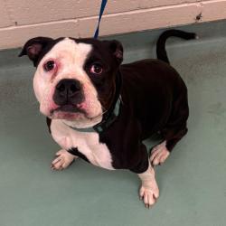 Shelter Stray Male Dog last seen , 2350 Appling City Cove, Memphis, TN 38133, USA