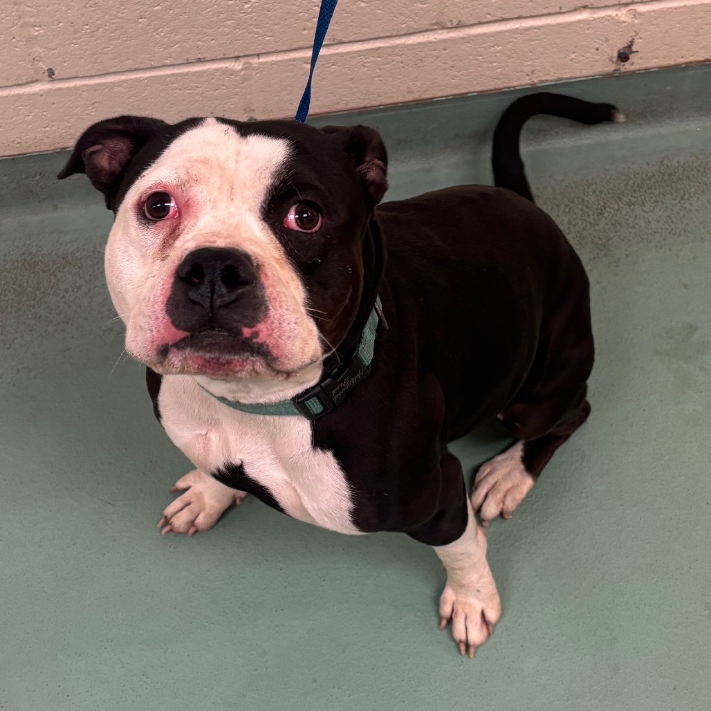 Shelter Stray Male Dog last seen , 2350 Appling City Cove, Memphis, TN 38133, USA