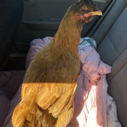 Shelter Stray Female Other last seen , 2350 Appling City Cove, Memphis, TN 38133, USA