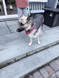 Found/Stray Female Dog last seen Three Village Club, Setauket- East Setauket, NY 11733