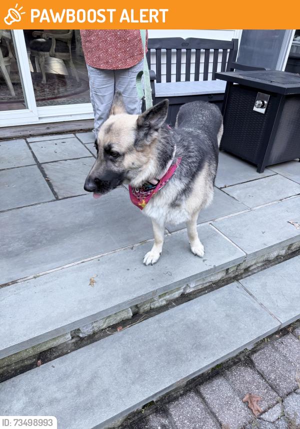 Found/Stray Female Dog last seen Three Village Club, Setauket- East Setauket, NY 11733
