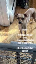 Found/Stray Male Dog last seen 24th and Oceola, Denver, CO 80211