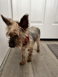 Reunited Male Dog last seen Nordyke Ave and Kennel Club Dr, Henderson, NV 89015