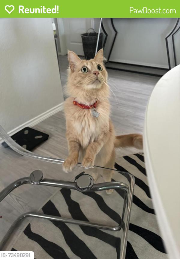 Reunited Unknown Cat last seen Braun Oaks on windy mist, San Antonio, TX 78254