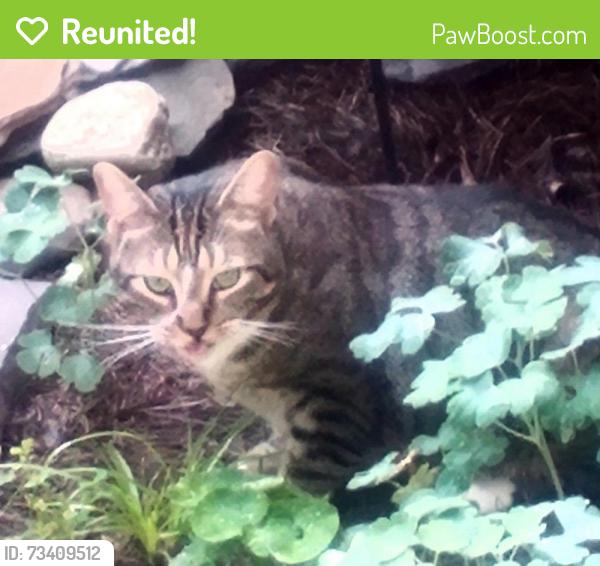 Reunited Male Cat last seen Sandy Ck Farm area, Lexington, NC 27295