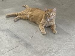 Reunited Male Cat last seen Near and 31, Crystal Lake, IL 60012