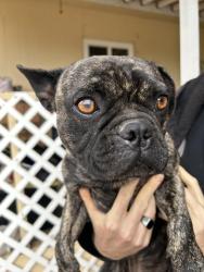Reunited Unknown Dog last seen Mazie Ave and Read st, Meadowbrook, CA 92570