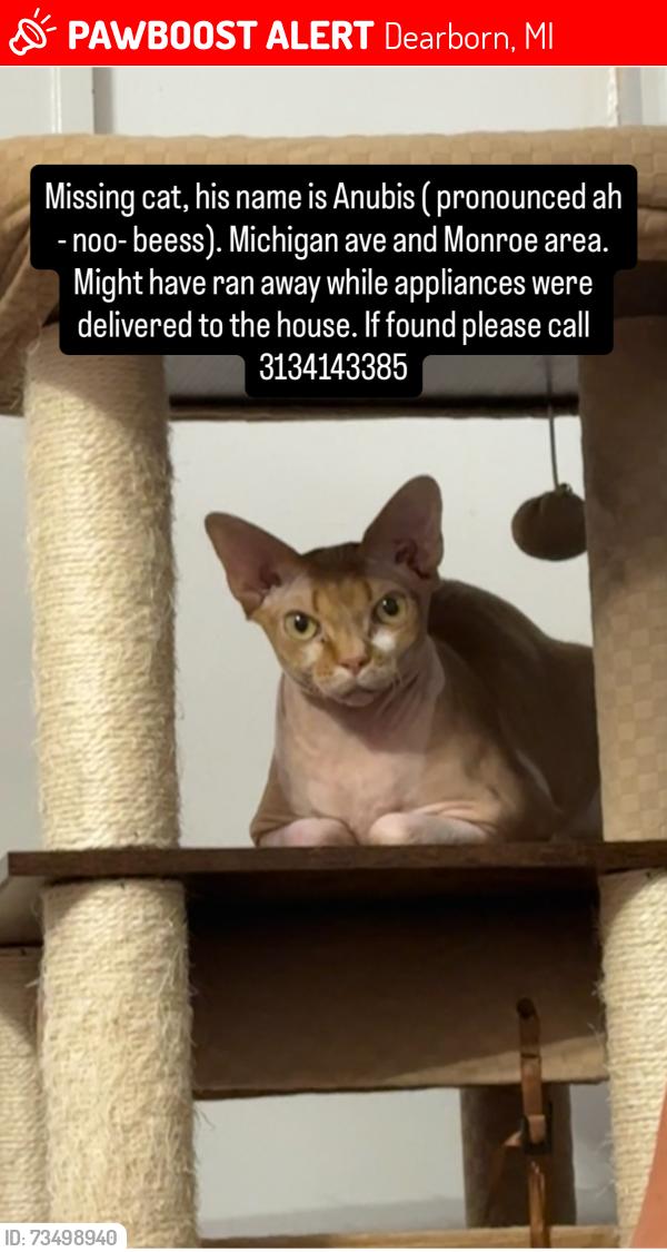 Lost Male Cat last seen Michigan ave and Monroe st, Dearborn, MI 48124