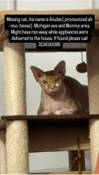 Lost Male Cat last seen Michigan ave and Monroe st, Dearborn, MI 48124